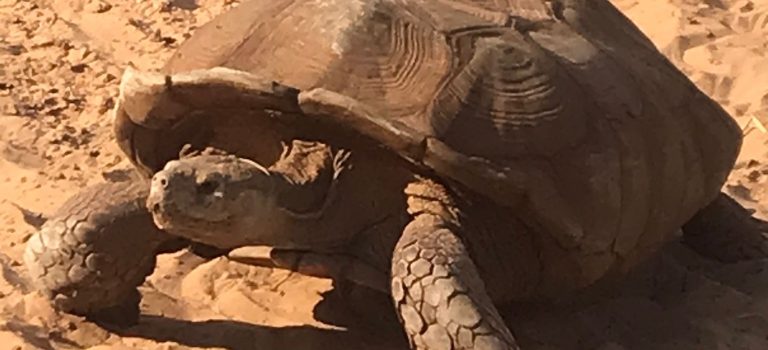 Voyage au Sénégal – Jour 1, au milieu des tortues